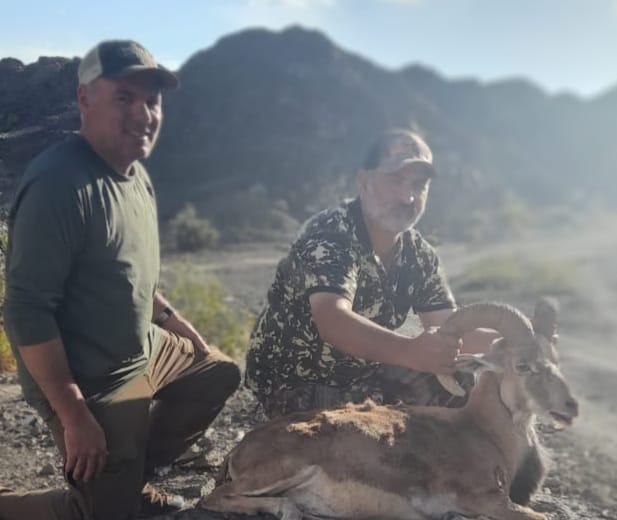 Afghan Urial Hunt
