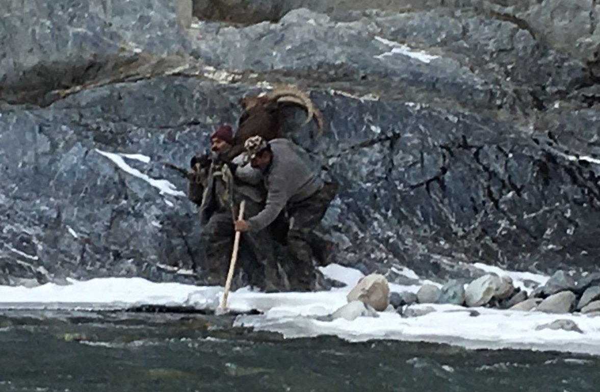 Himalayan Ibex River Crossing Scouts