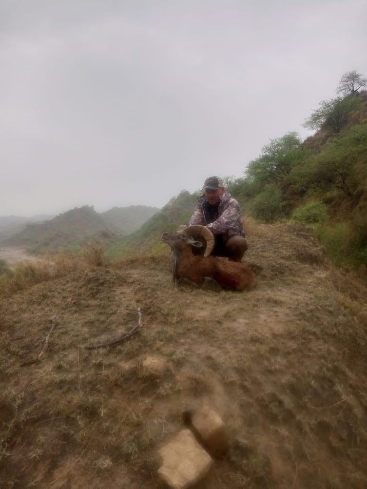 Licensed Punjab Urial Trophy Hunter USA