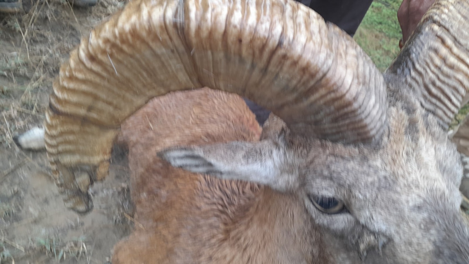 Punjab Urial Trophy Hunt US Client Pakistan